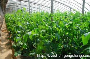 蔬菜大棚 高效種植與市場機遇的融合