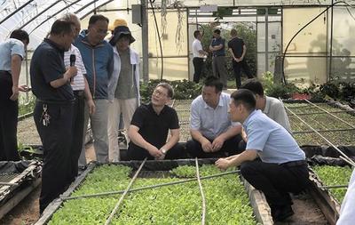 太白縣蔬菜產業調研紀實 專家賦能，擘畫高山蔬菜發展新藍圖